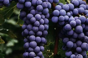 赤霞珠：法国著名葡萄品种（赤霞珠葡萄品种的特点）