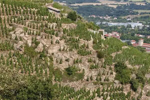 领略北罗纳陡坡上的葡萄园之美