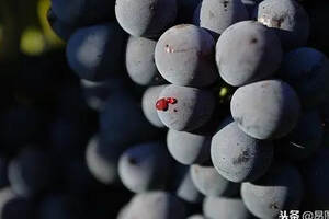风格强劲的红葡萄品种，让你温暖整个冬季！