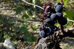 世界葡萄酒产量创20年新低：降雨和霜冻重创全球葡萄园