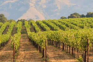 为什么全球变暖后的葡萄酒业应考虑旱耕（dryfarming）？