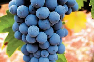 希腊顶级红酒品种——阿吉提可