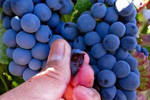 你了解过染色葡萄品种吗？（染色葡萄品种有哪些）
