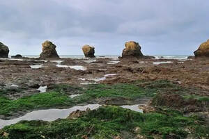 波尔多葡萄园试验大西洋海藻防治葡萄霉菌感染