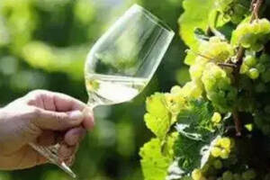 中国白葡萄酒市场发展迅猛预计5年内将出现井喷