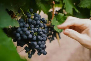 波尔多法定产区六大葡萄品种之一，马尔贝克