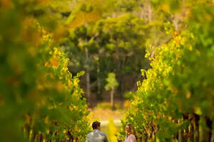澳大利亚阿德莱德的葡萄酒有什么特色？