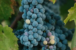葡萄品种：西拉和设拉子有什么区别？