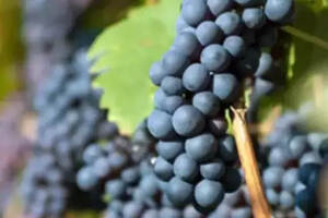 意大利葡萄酒凭什么敢与法国酒抗衡