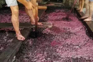 史上最全红葡萄酒酿造过程（附高清实景图）