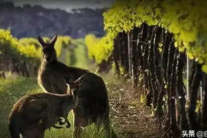 十张图带你读透澳大利亚葡萄酒，酒粉必读