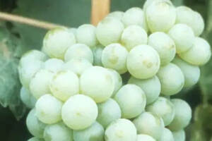自带仙气的白葡萄品种