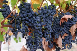 世界上“最大”的佳美娜葡萄种植产区——智利