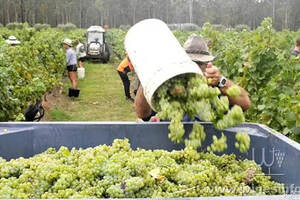 澳洲果园进入采摘季背包客劳动力供应不足