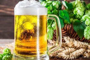 知道为什么要用麦芽和酒花来酿造啤酒吗？