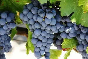 法国、美国、澳洲和智利的赤霞珠葡萄酒有何不同？