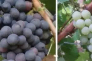 法国更新法定葡萄品种目录，人工培育&国外品种赫然在列