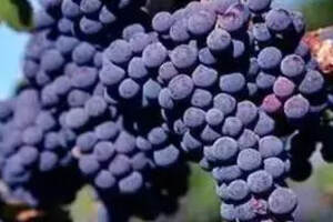 法国十大红葡萄品种大揭秘（法国十大红葡萄品种排名）