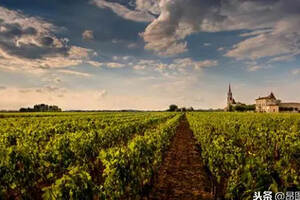 提高中国葡萄酒竞争力，解锁葡萄酒“小产区”模式，市场可观！