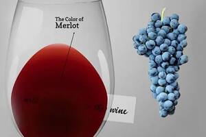 以迷人的果香和柔顺的口感掳获人心的梅洛葡萄酒