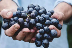 晚熟喜热且单宁厚重的葡萄品种，慕合怀特
