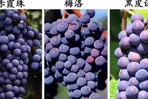 赤霞珠、梅洛和黑皮诺三种葡萄酒究竟有哪些不同？