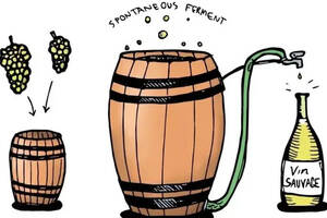 头条酒馆葡萄酒中的“野生发酵”是怎么回事？