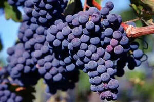 法国波尔多三大红葡萄品种之一，品丽珠