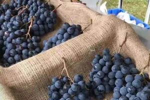 水果摊买的葡萄是否可以用来酿葡萄酒？