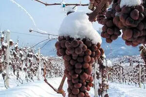 中国农业农村部发布高纬度高寒地区发展冰葡萄产业发展规划