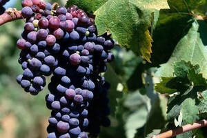 这六大葡萄酒知名国家的明星葡萄品种你认识几个？