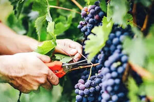 大家都是水果，为什么葡萄最适合酿酒？