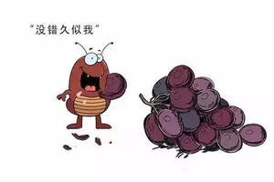 一个小小的虫子差点毁灭了整个葡萄酒世界