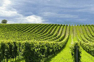 除了意大利的普罗塞克葡萄酒产区，你还知道哪些申遗成功的产区？