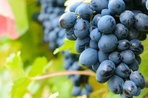 桃红葡萄酒一般采用哪些葡萄酿造呢？