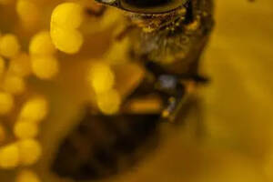 蜂蜜应该怎么喝才最科学，最有营养
