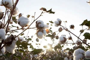 新疆棉花为什么被误解？这里是酒迷给出的答案|富隆酒业
