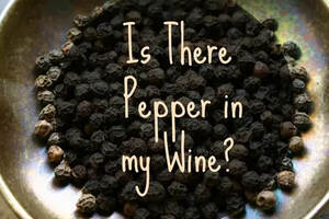 葡萄酒中的胡椒味从哪儿来的？