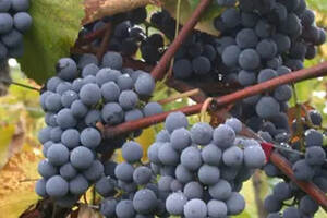 张裕干红葡萄酒那种是酿造的？葡萄的品种有哪些？