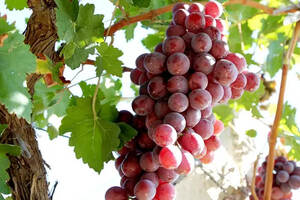 树龄越老，葡萄越好，葡萄好，酿出的酒最好？