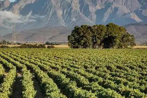 走进南非葡萄酒，你一定要知道的产区知识