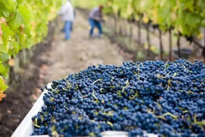 欧洲葡萄园面临40℃高温“烤”验，未来葡萄酒会涨价吗？