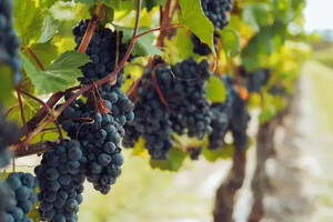 上半年出口增长75.48%，宁夏葡萄酒正走向世界
