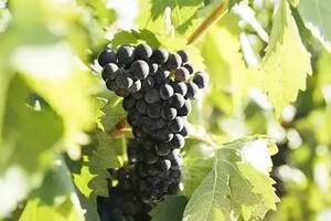 探寻葡萄酒中的红色水果香气（葡萄酒红色水果和黑色水果的区别）