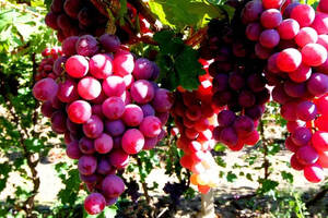 如何将葡萄中的颜色转移到葡萄酒中？