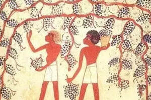 葡萄酒的历史|起源与发展（葡萄酒的历史起源与发展作文800）