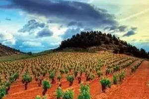 艺术家雷克斯：佩内指南2013年93分高分佳酿西班牙最佳酒庄出品