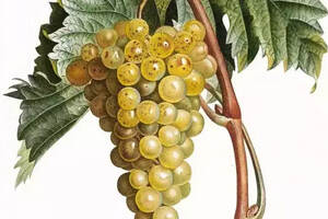 最有“葡萄味儿”的葡萄品种——Muscat家族和它的“假亲戚”们