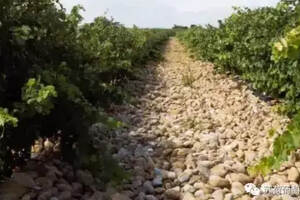 法国葡萄酒产区知识点之南罗讷河谷（含教皇新堡）