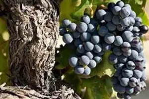 酿酒最好的葡萄品种